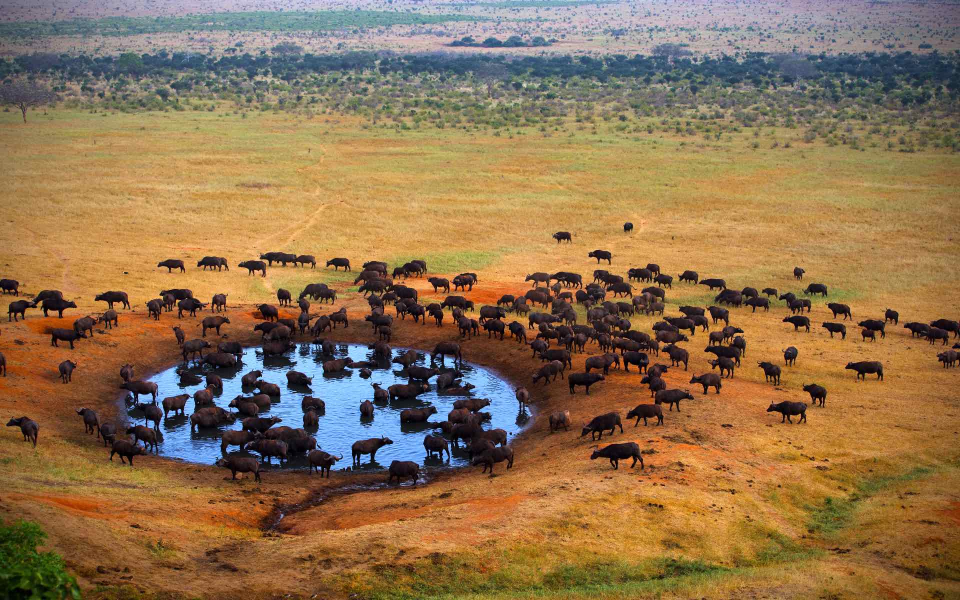 Luxury Kenya Safari Holiday Listing Image