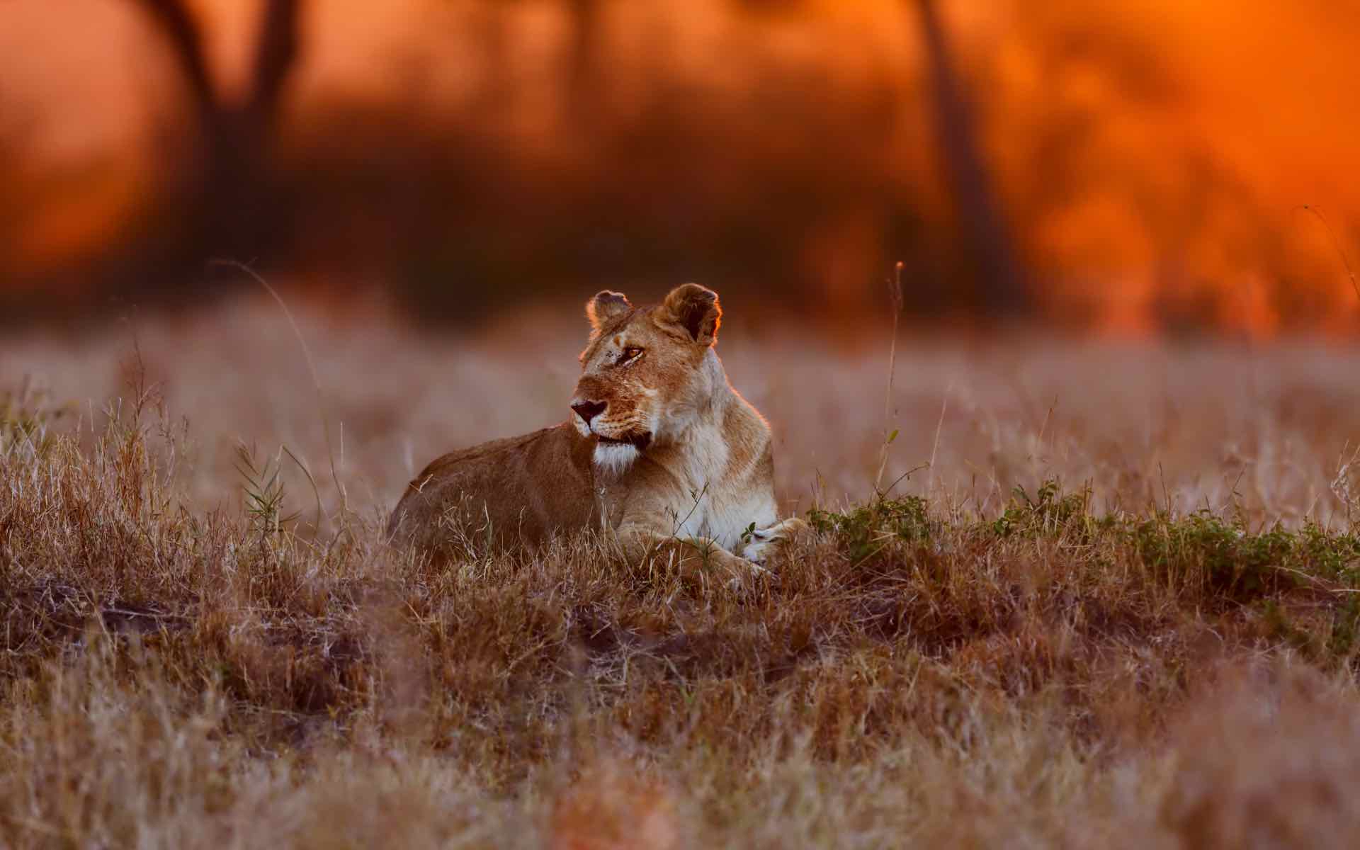 Kenya & Zanzibar Honeymoon Listing Image