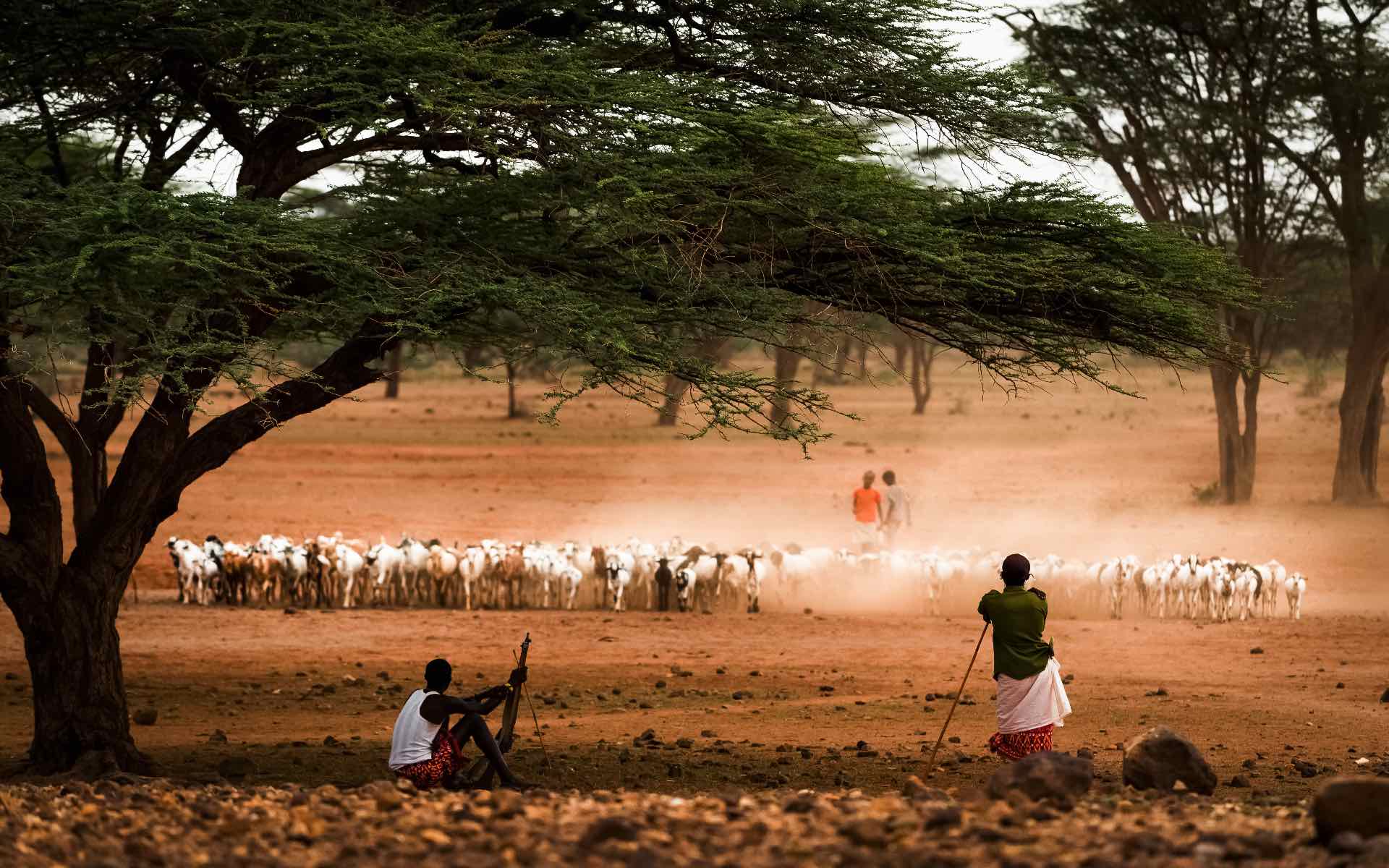 วันที่ 1 - เดินทางถึงไนโรบีและเดินทางไปยังแซมบูรู Listing Image