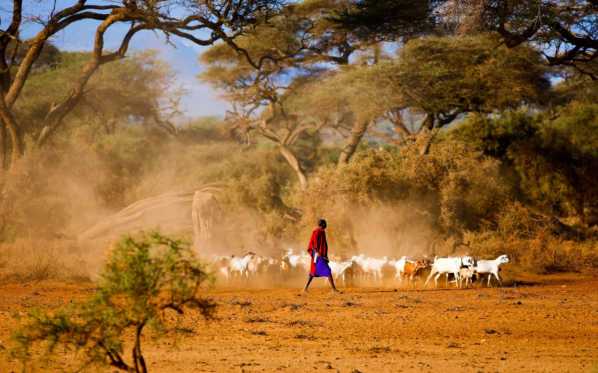 shepherd with herd of goats in amboseli