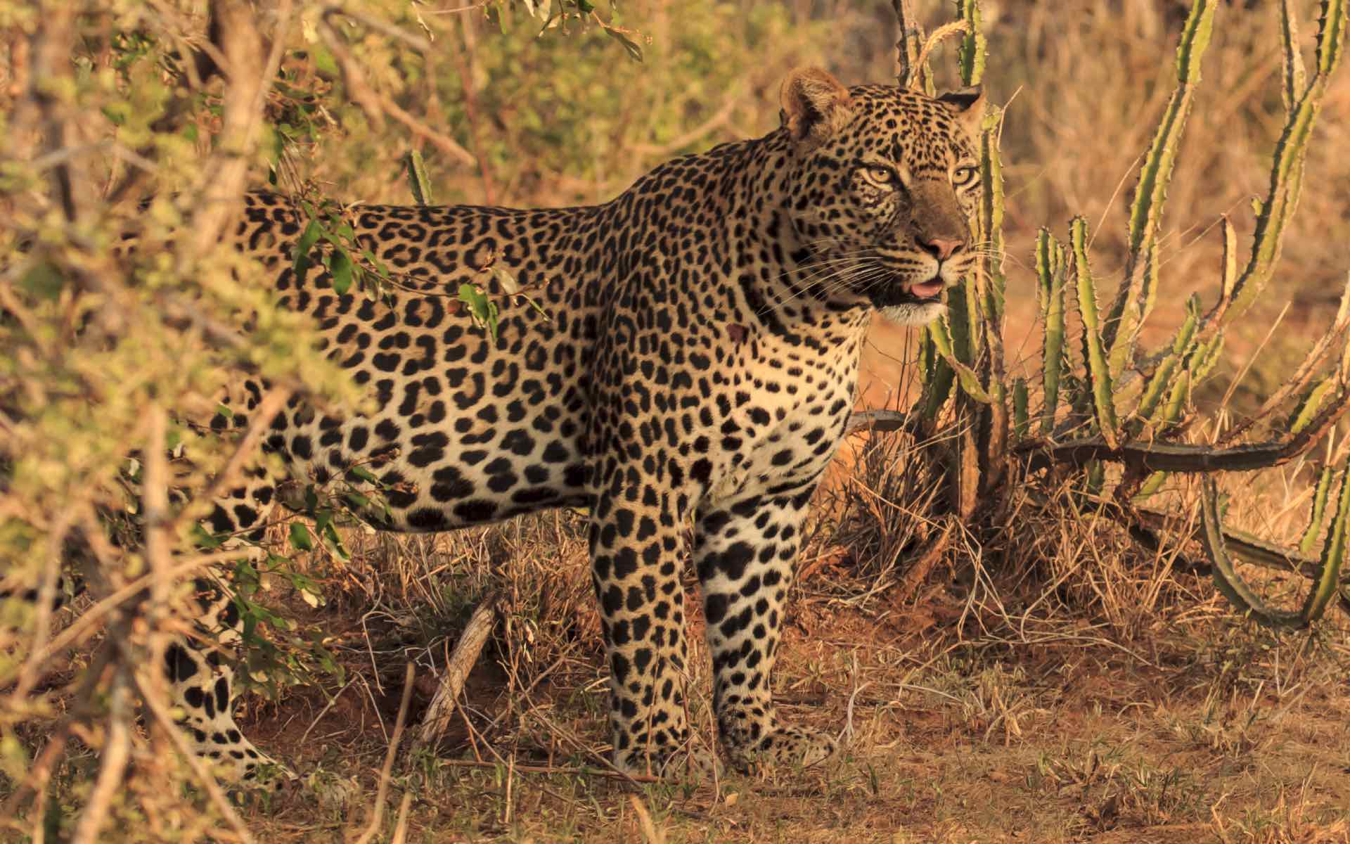 สภาพภูมิอากาศของเคนย่าในเดือนกันยายน Listing Image