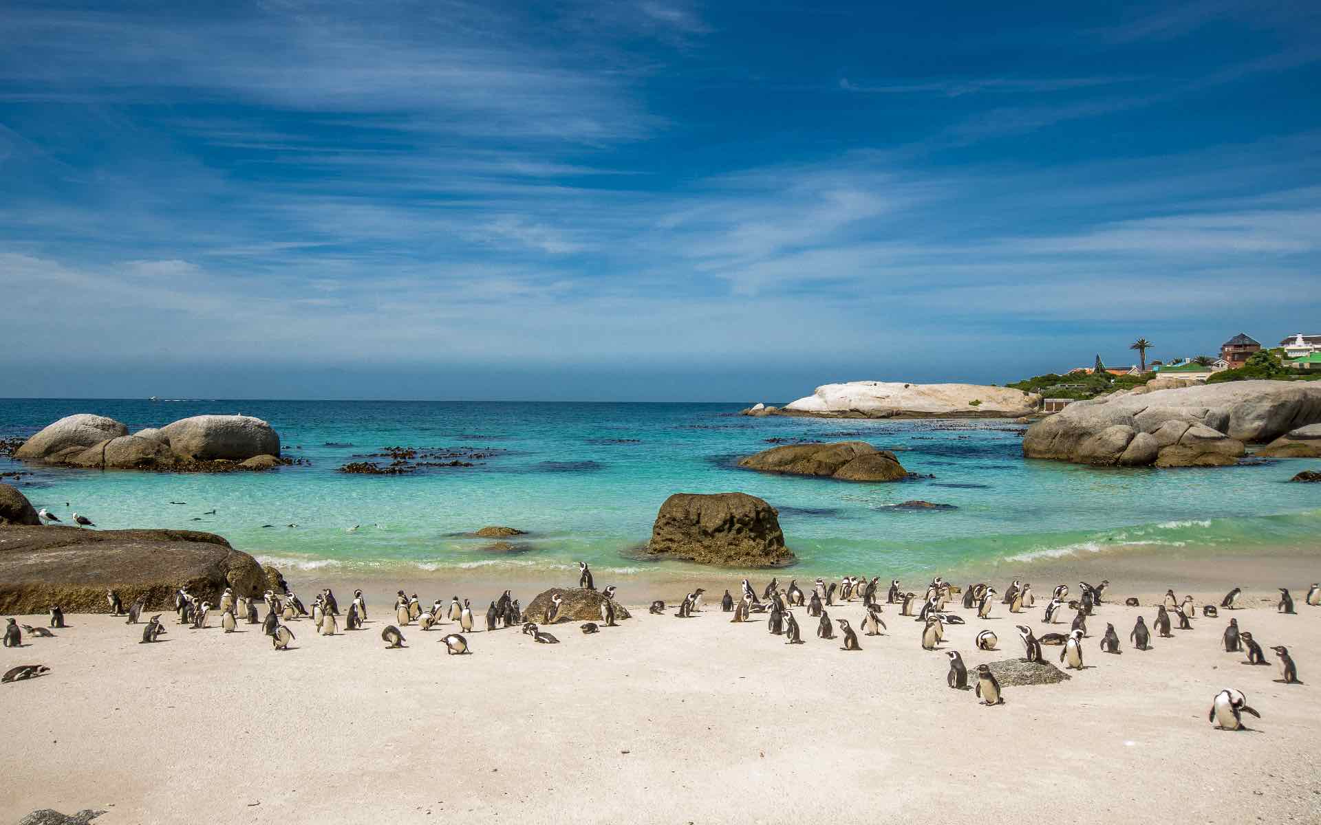 วันที่ 3 : Cape Point & Cape Peninsula Listing Image