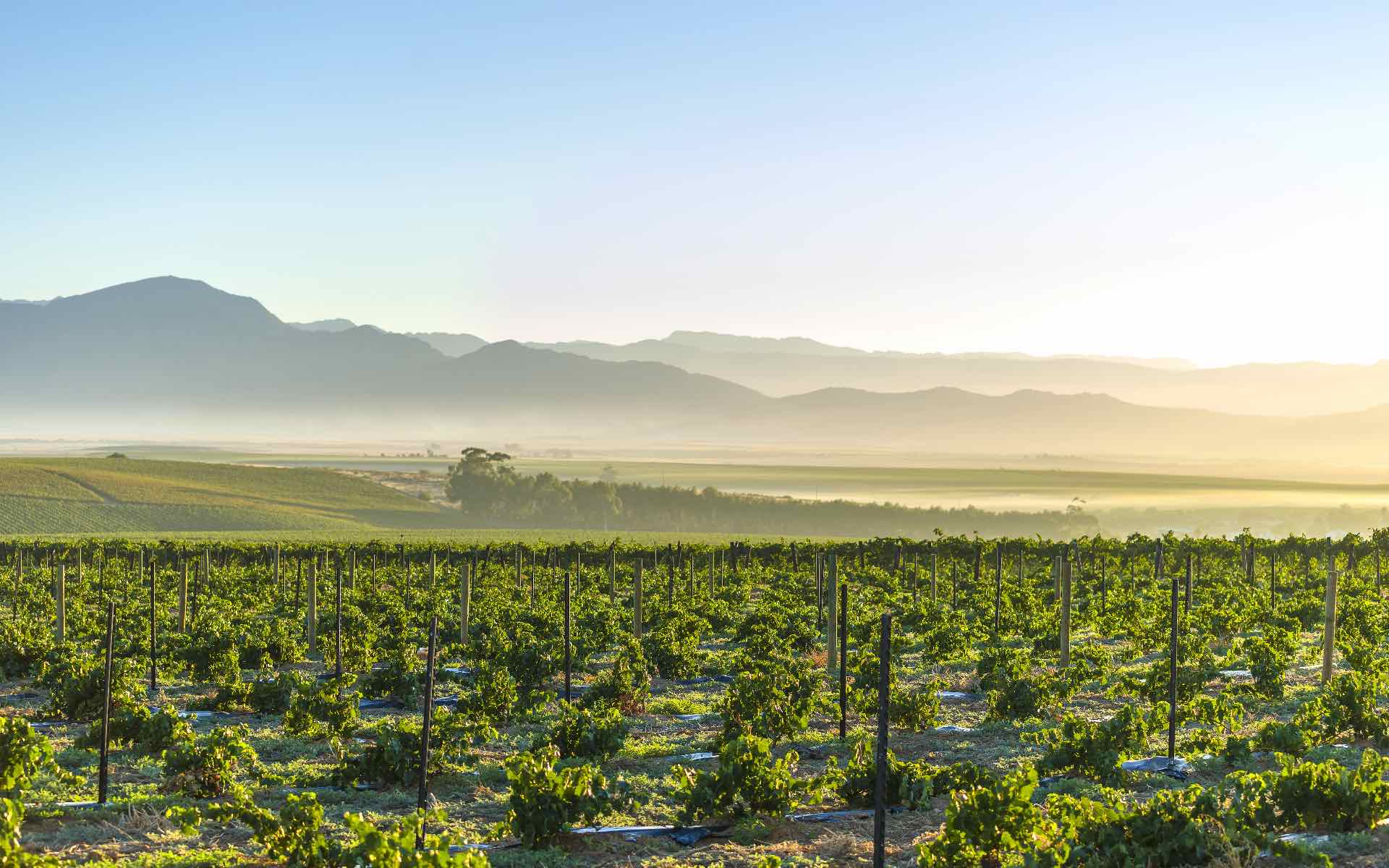 วันที่ 4 : Winelands Listing Image