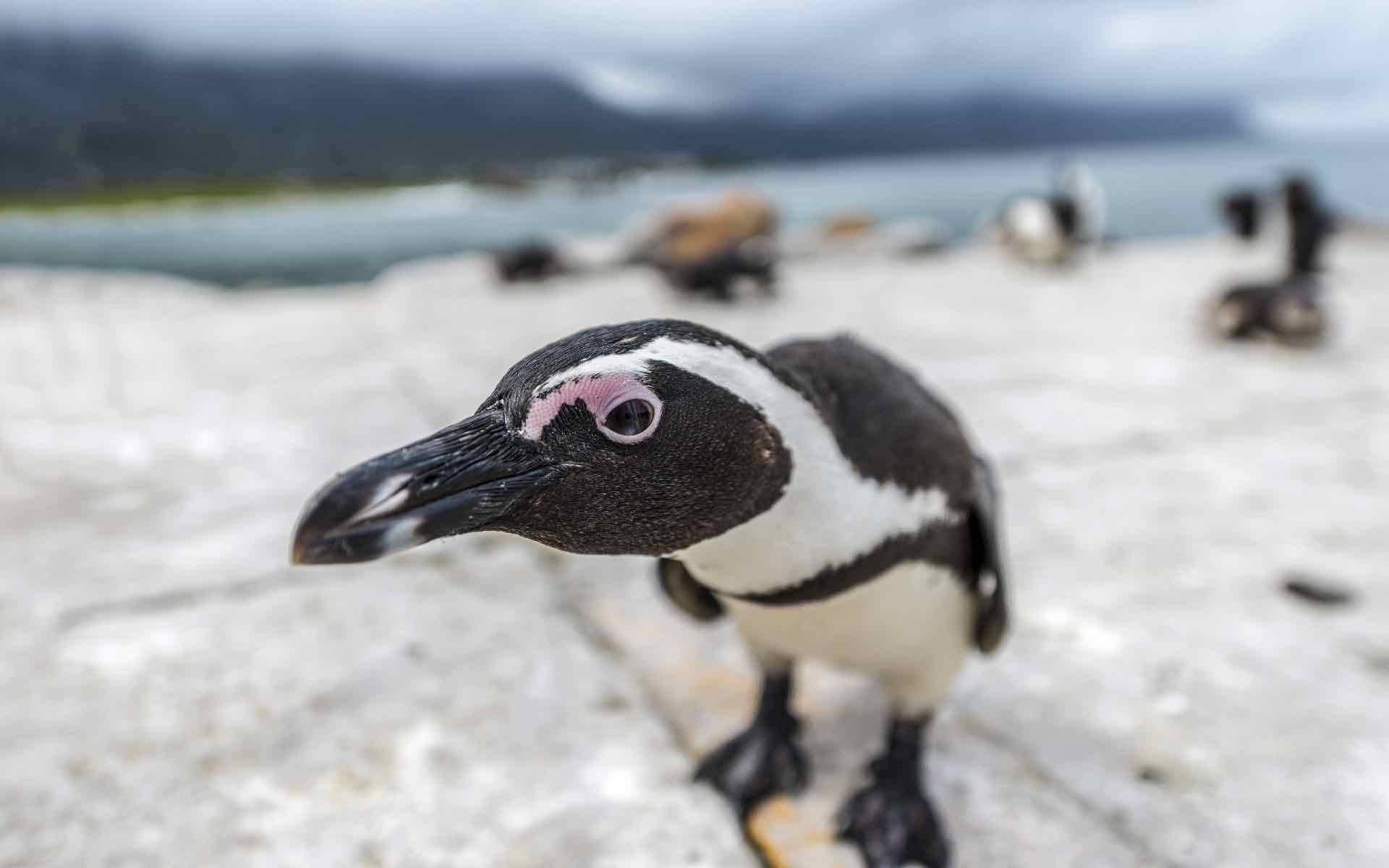 Penguins in Cape's point, south africa