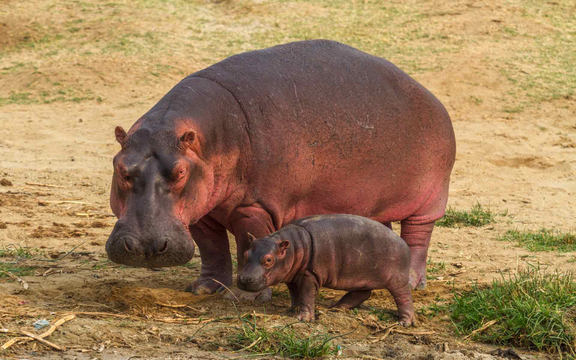 Mother and baby hippo in Uganda