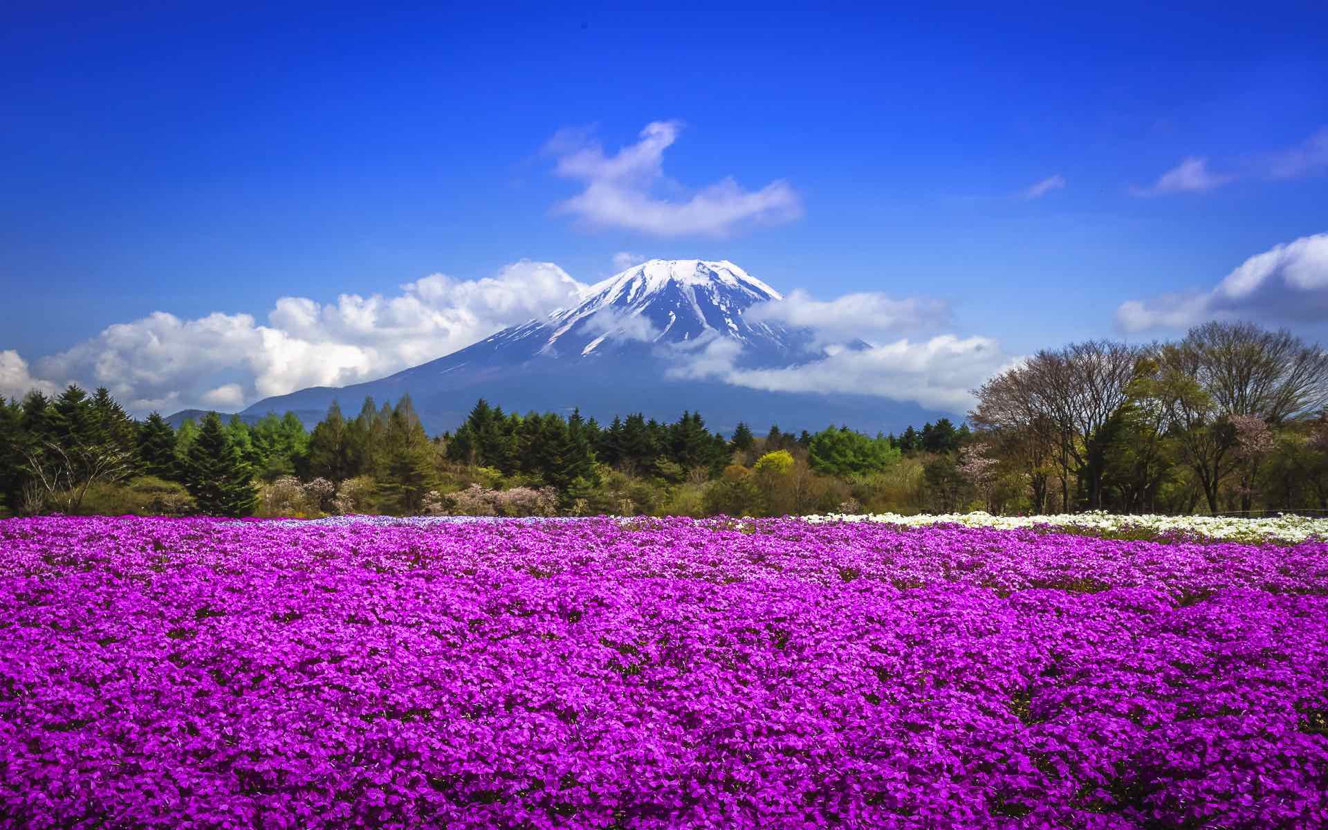 Japan Mount Fuji View with blossom