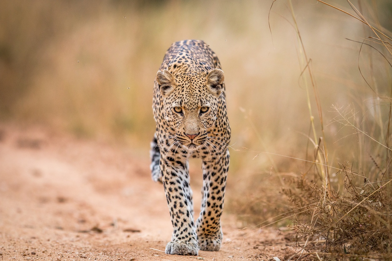 Leopard walking towards camera, Kruger National Park
