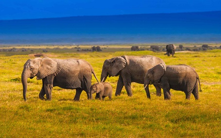 Elephant family in Kenya