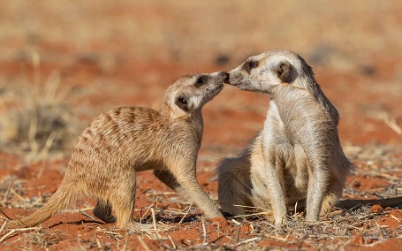 Meerkats kissing in Kalahari