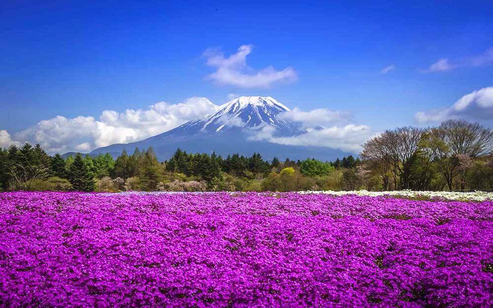 Visiting Japan in April