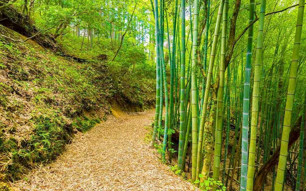 Visiting Japan in May