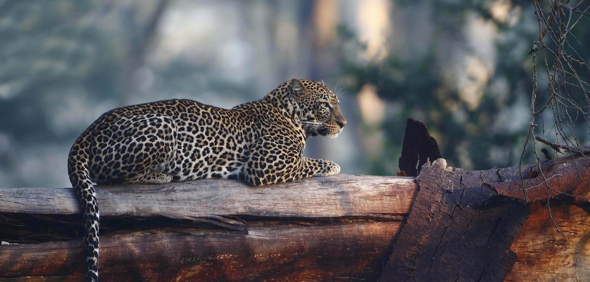 Leopord spotted on a tree in Kenya holiday