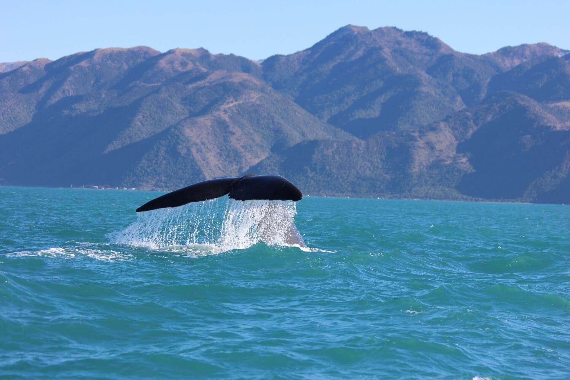 Humpback whale watching in New Zealand on a wildlife tour