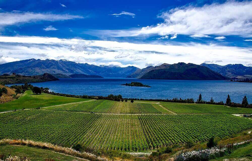 Vineyards by the lake in March in New Zealand