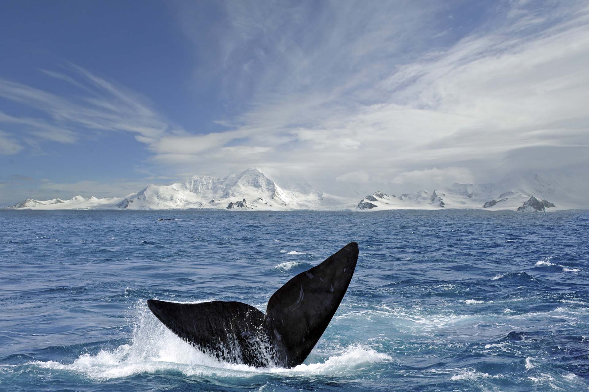 Antarctica Wildlife & Whale Watching Listing Image