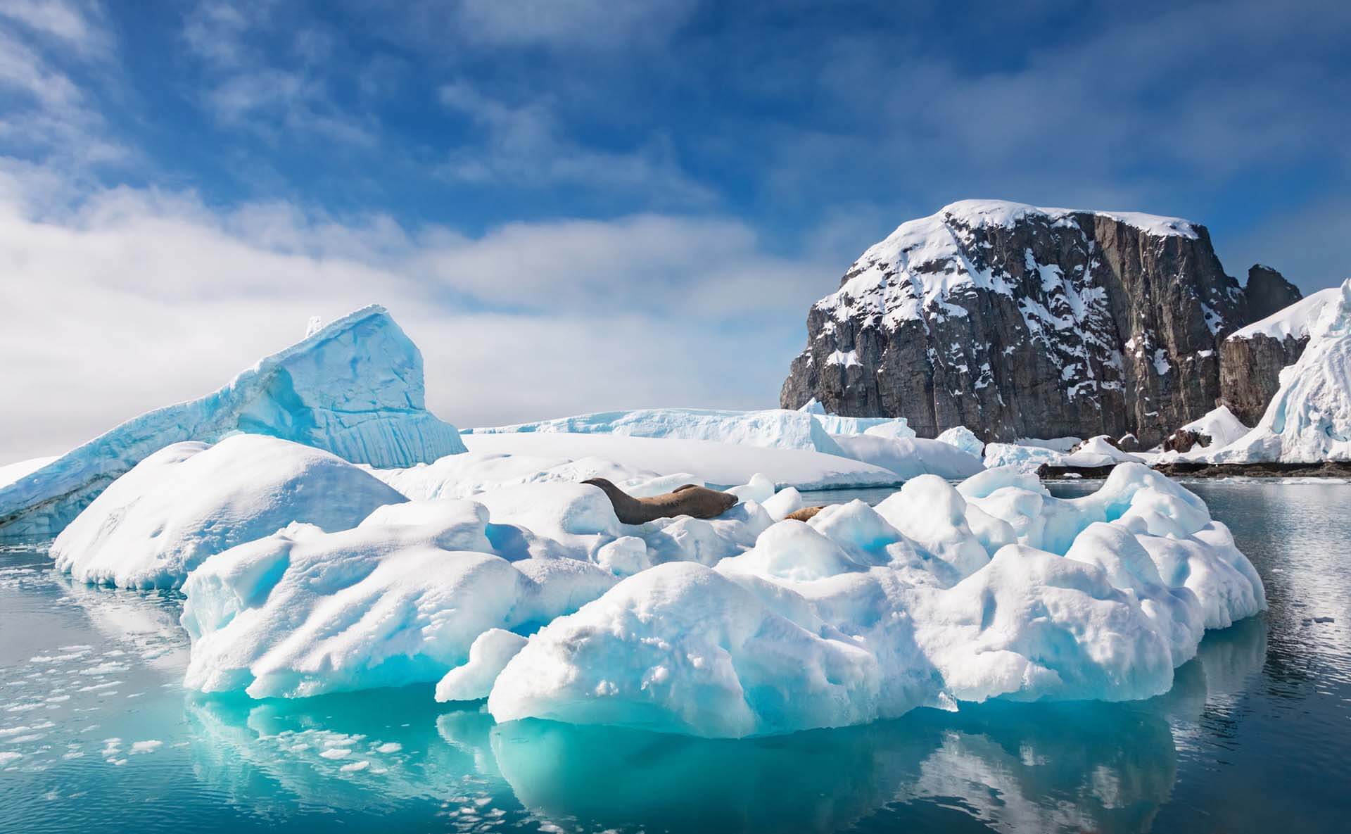 Wild Antarctica Expedition Listing Image