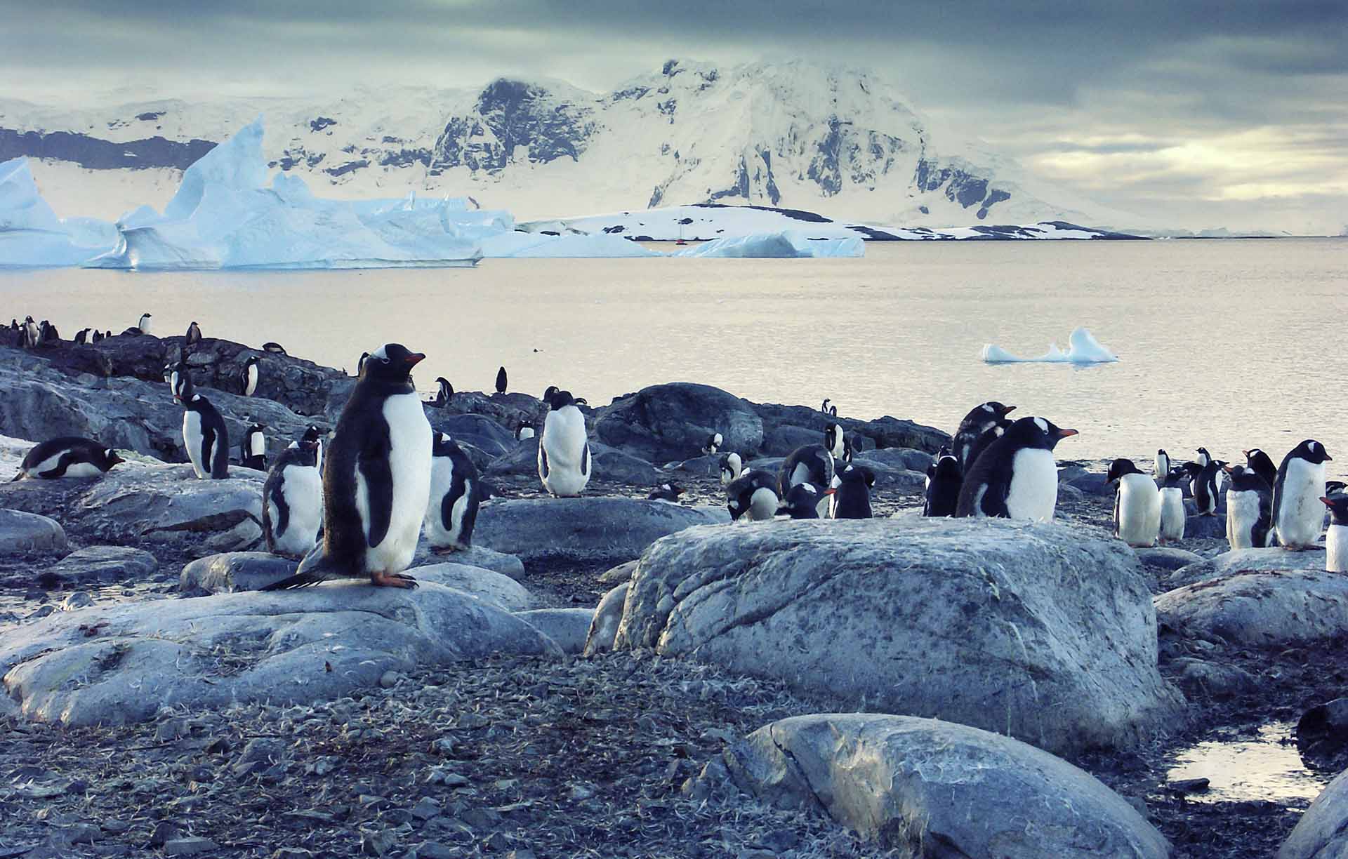 Antarctic Express Listing Image