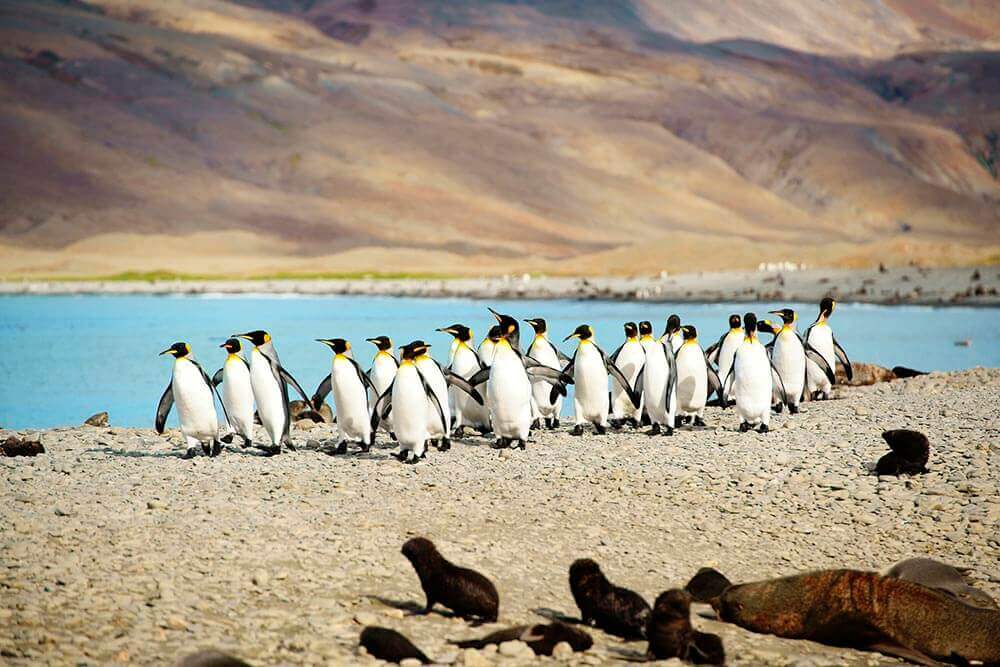 Why Wayfairer Classic Antarctica Holiday