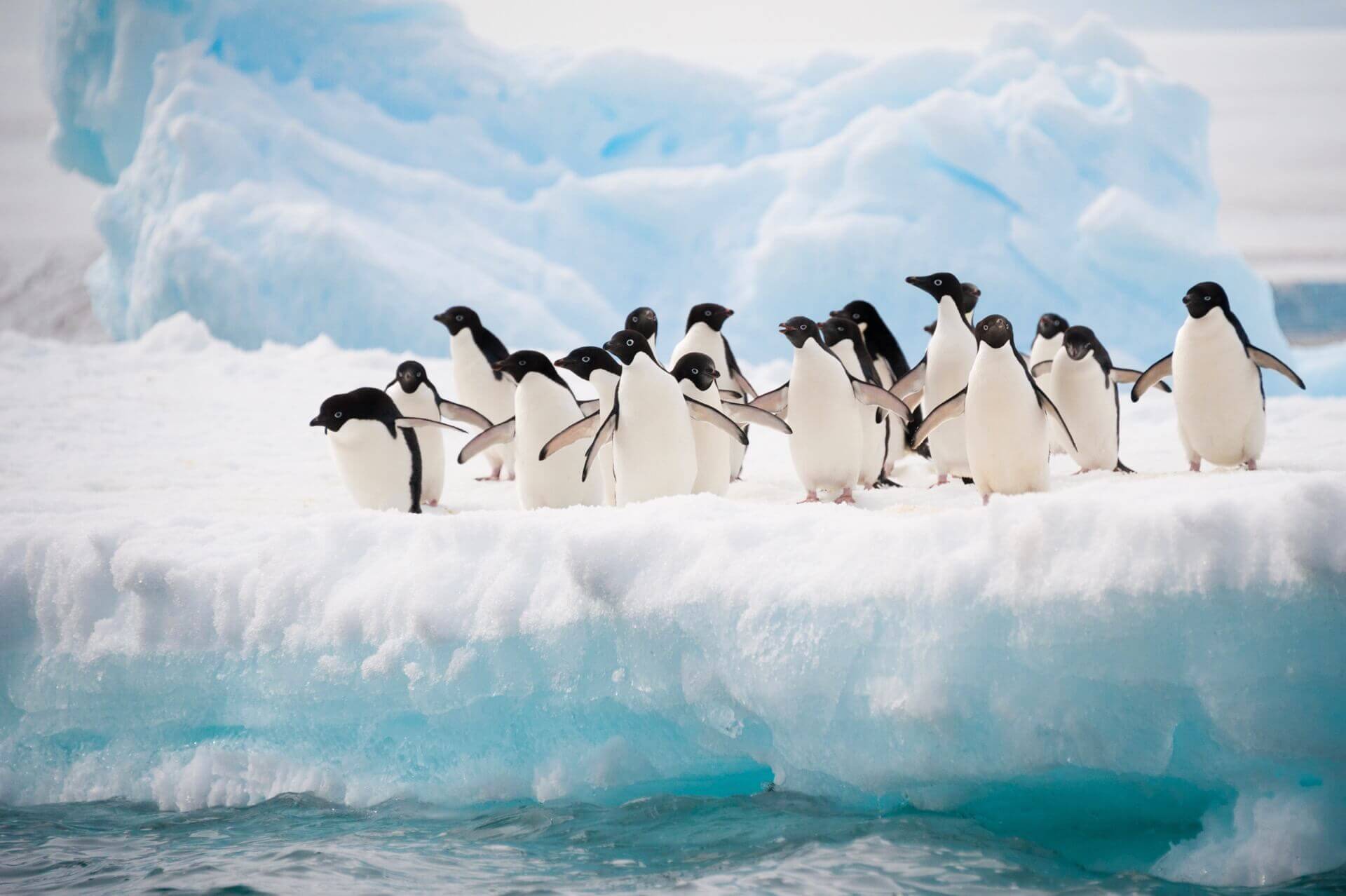 Penguins in Antarctica stand on an iceberg