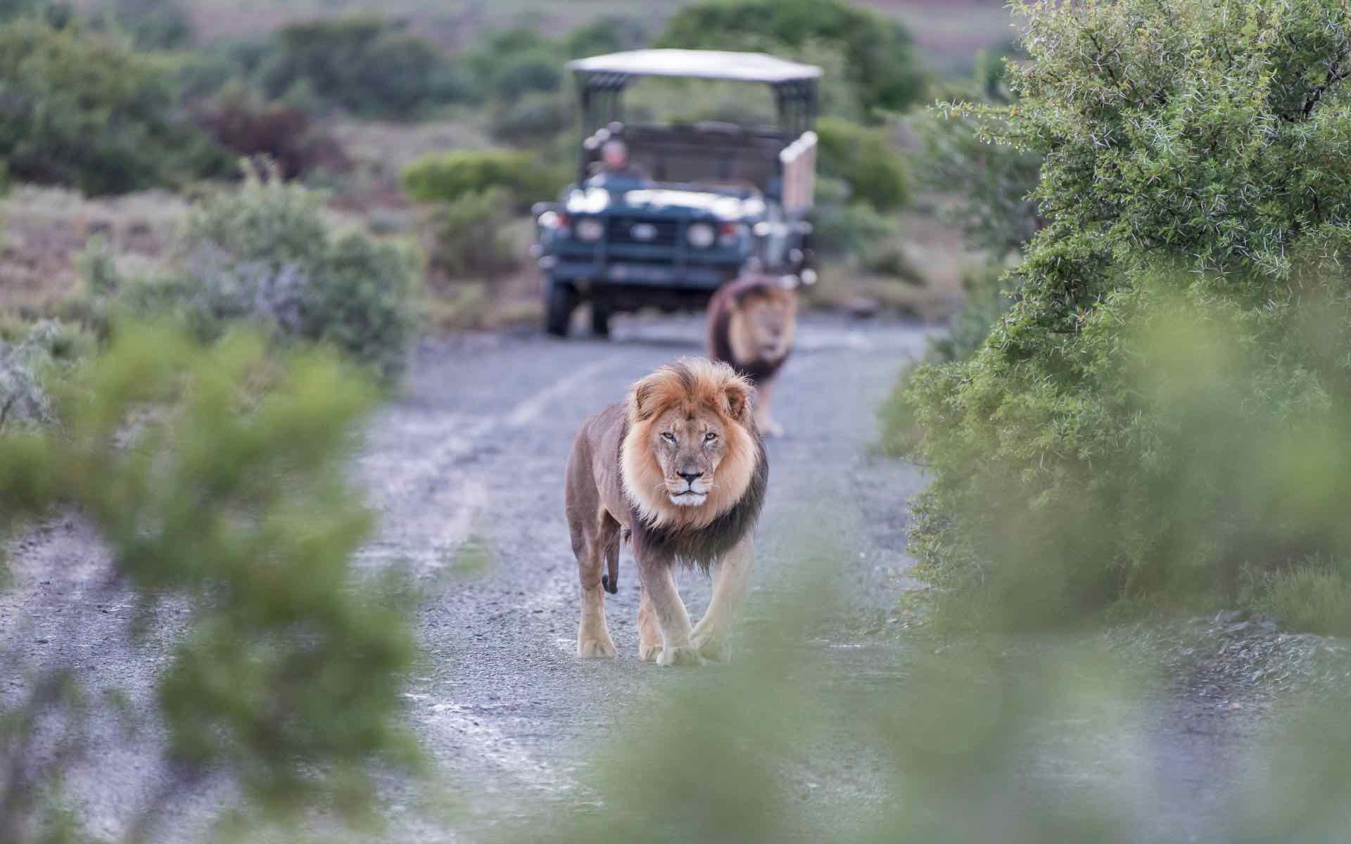 Lions spotted on a game drive safari holiday in South Africa