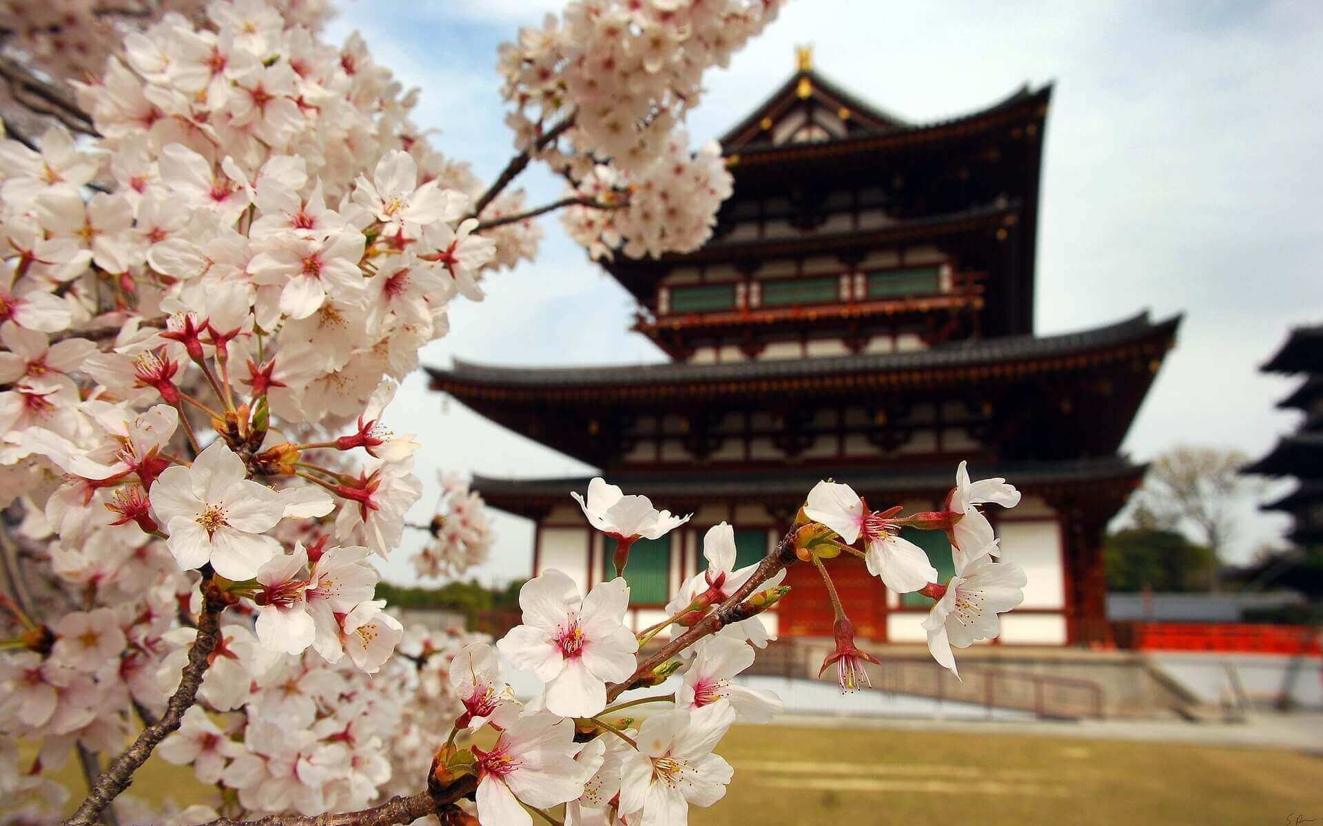 Sakura blooming at a temple during cherry blossom viewing in Japan